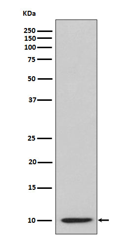 Anti-IP10 CXCL10 Rabbit Monoclonal Antibody Boster Bio