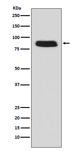Anti-GCSF Receptor (CD114) Monoclonal Antibody Boster Bio