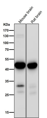 Anti-MEK1 MAP2K1 Rabbit Monoclonal Antibody Boster Bio