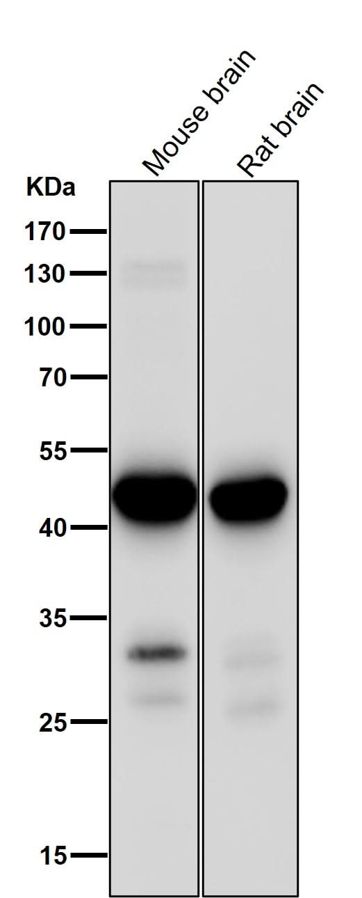 Anti-MEK1 MAP2K1 Rabbit Monoclonal Antibody Boster Bio
