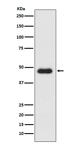 Anti-CXCR3 Monoclonal Antibody Boster Bio