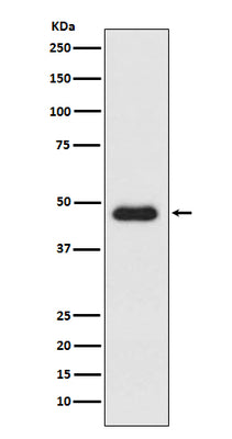 Anti-CXCR3 Monoclonal Antibody Boster Bio