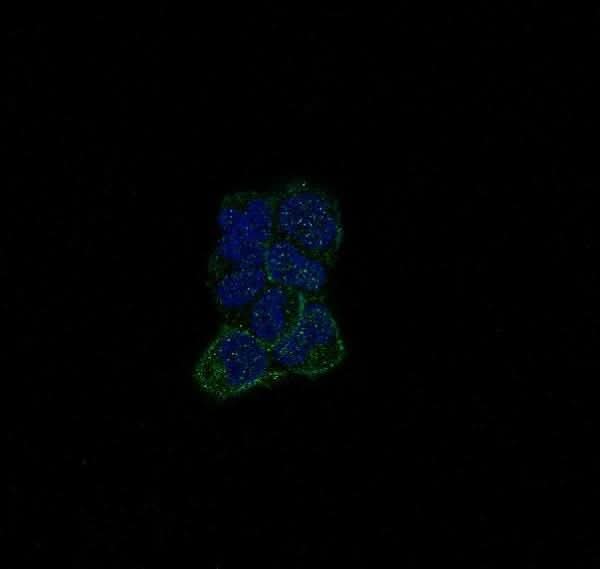 Anti-ErbB (HER4) ERBB4 Rabbit Monoclonal Antibody Boster Bio