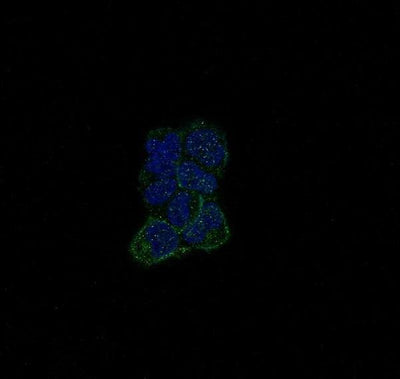 Anti-ErbB (HER4) ERBB4 Rabbit Monoclonal Antibody Boster Bio