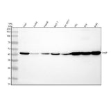 Anti-VASP Rabbit Monoclonal Antibody Boster Bio