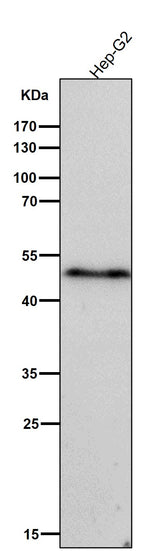 Anti-Phospho-VASP (S156) Rabbit Monoclonal Antibody Boster Bio