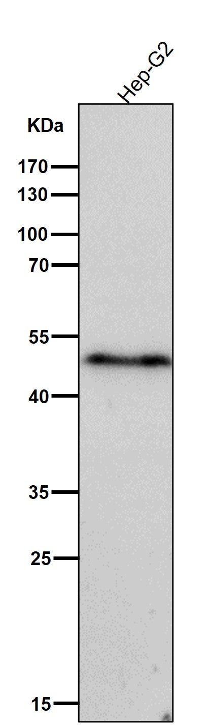 Anti-Phospho-VASP (S156) Rabbit Monoclonal Antibody Boster Bio