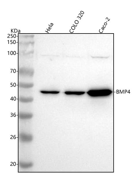 Anti-BMP4 Rabbit Monoclonal Antibody Boster Bio