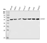Anti-HDAC2/Histone Deacetylase 2 Rabbit Monoclonal Antibody Boster Bio