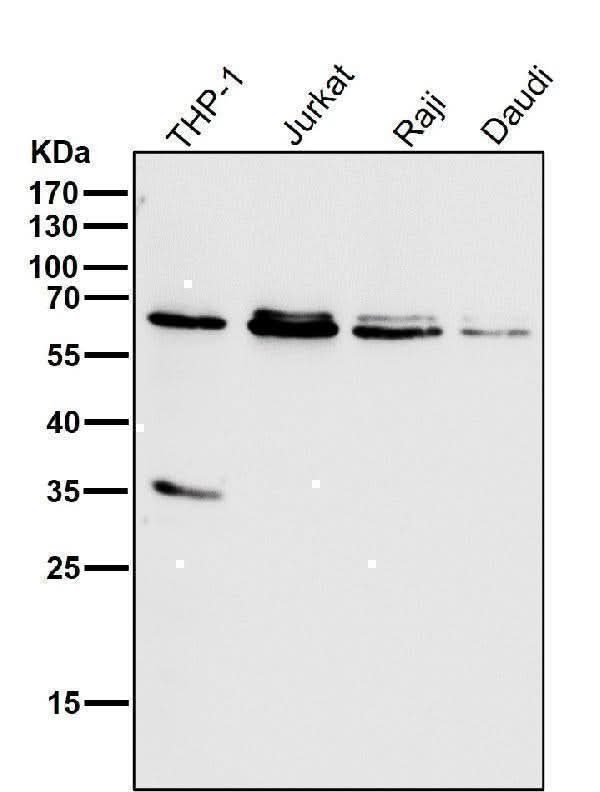 Anti-HDAC2/Histone Deacetylase 2 Rabbit Monoclonal Antibody Boster Bio