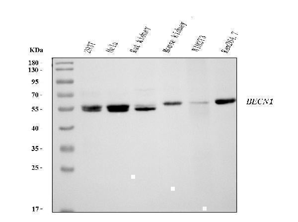 Anti-Beclin 1 Antibody Picoband® (monoclonal, 2D12A3 Boster Bio