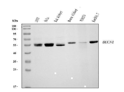 Anti-Beclin 1 Antibody Picoband® (monoclonal, 2D12A3 Boster Bio