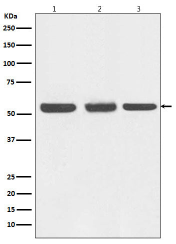 Anti-Beclin 1 BECN1 Monoclonal Antibody Boster Bio