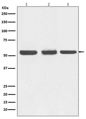 Anti-Beclin 1 BECN1 Monoclonal Antibody Boster Bio