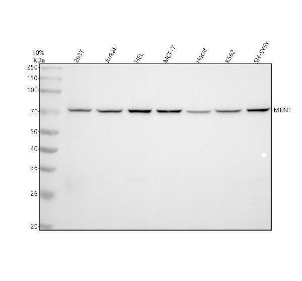 Anti-Menin MEN1 Monoclonal Antibody Boster Bio