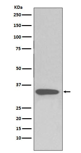 Anti-pro Caspase 3 CASP3 Rabbit Monoclonal Antibody Boster Bio