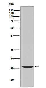 Anti-active Caspase-3 CASP3 Rabbit Monoclonal Antibody Boster Bio