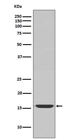 Anti-active Caspase-3 CASP3 Rabbit Monoclonal Antibody Boster Bio