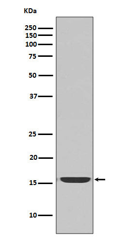 Anti-active Caspase-3 CASP3 Rabbit Monoclonal Antibody Boster Bio