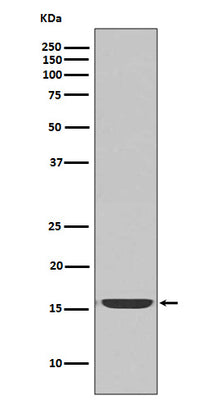 Anti-active Caspase-3 CASP3 Rabbit Monoclonal Antibody Boster Bio