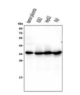 Anti-Caspase-3 Antibody Picoband® (monoclonal, 8B6 Boster Bio