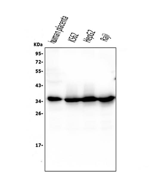 Anti-Caspase-3 Antibody Picoband® (monoclonal, 8B6 Boster Bio