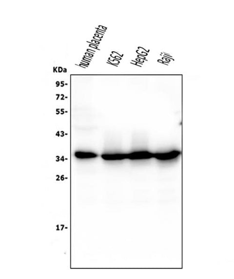 Anti-Caspase-3 Antibody Picoband® (monoclonal, 8B6 Boster Bio