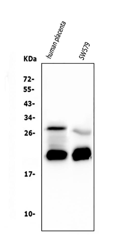 Anti-Caspase-3 Antibody Picoband® (monoclonal, 15G8 Boster Bio