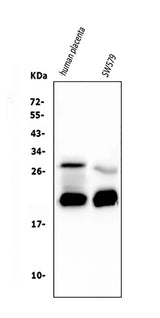 Anti-Caspase-3 Antibody Picoband® (monoclonal, 15G8 Boster Bio