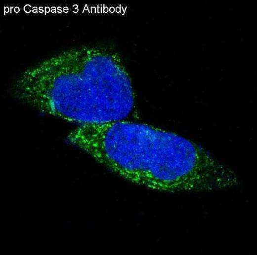 Anti-pro Caspase 3 CASP3 Rabbit Monoclonal Antibody Boster Bio