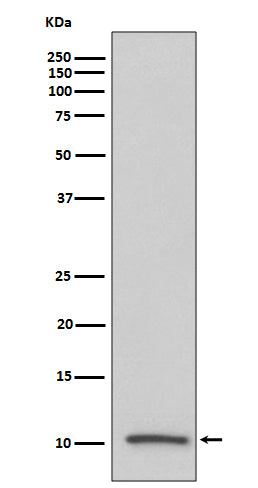 Anti-IGF2/IGF II Rabbit Monoclonal Antibody Boster Bio