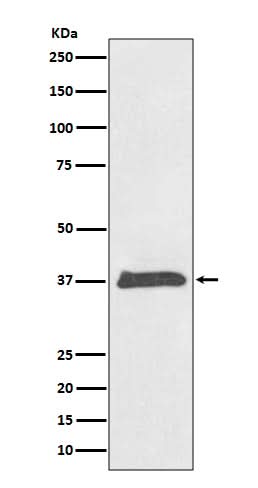 Anti-BMP2 Rabbit Monoclonal Antibody Boster Bio