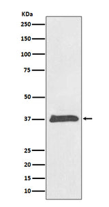 Anti-BMP2 Rabbit Monoclonal Antibody Boster Bio