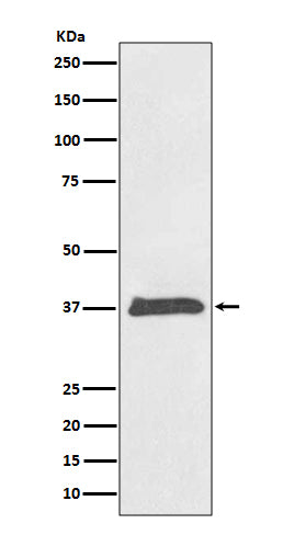 Anti-BMP2 Rabbit Monoclonal Antibody Boster Bio