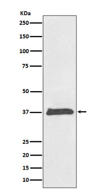 Anti-BMP2 Rabbit Monoclonal Antibody Boster Bio