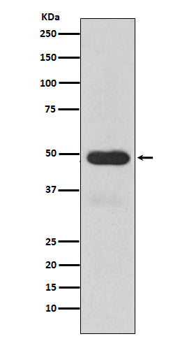 Anti-Cytochrome P450 3A4 CYP3A4 Monoclonal Antibody Boster Bio