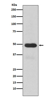 Anti-Cytochrome P450 3A4 CYP3A4 Monoclonal Antibody Boster Bio