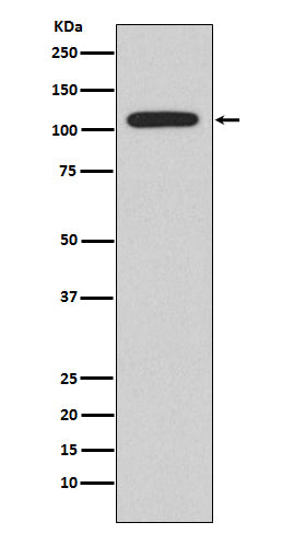Anti-NFAT2 NFATC1 Rabbit Monoclonal Antibody Boster Bio