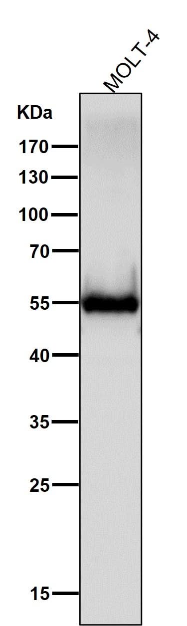 Anti-CD4 Rabbit Monoclonal Antibody Boster Bio