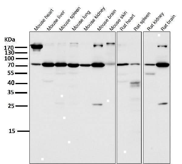 Anti-Atg7 (Apg7) Monoclonal Antibody Boster Bio