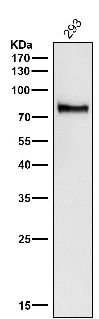Anti-ATG7/Apg7 Rabbit Monoclonal Antibody Boster Bio