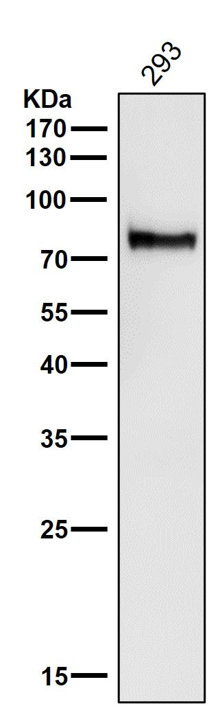 Anti-ATG7/Apg7 Rabbit Monoclonal Antibody Boster Bio