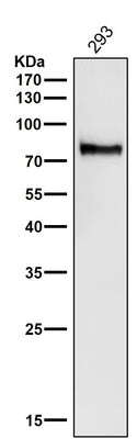 Anti-ATG7/Apg7 Rabbit Monoclonal Antibody Boster Bio