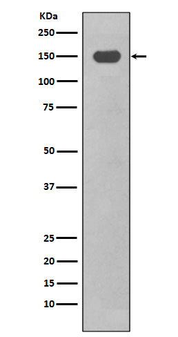 Anti-CD11c ITGAX Rabbit Monoclonal Antibody Boster Bio