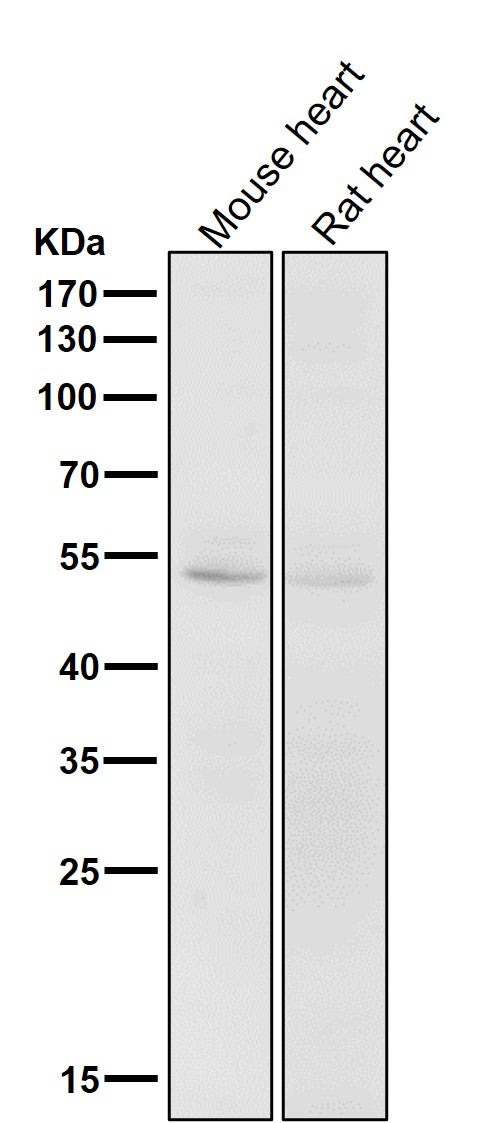 Anti-CD47 Rabbit Monoclonal Antibody Boster Bio