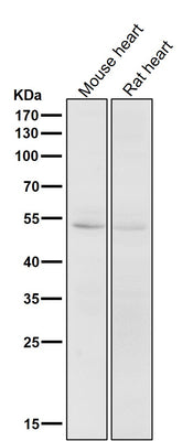 Anti-CD47 Rabbit Monoclonal Antibody Boster Bio