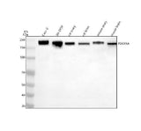 Anti-PDGFR alpha Rabbit Monoclonal Antibody Boster Bio