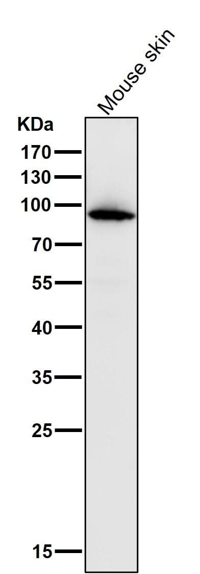 Anti-Myeloperoxidase Rabbit Monoclonal Antibody Boster Bio