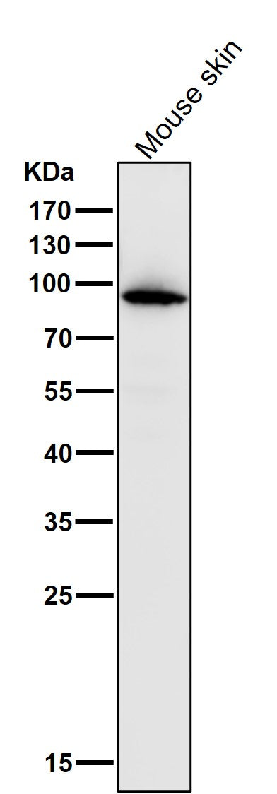 Anti-Myeloperoxidase Rabbit Monoclonal Antibody Boster Bio