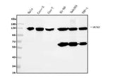 Anti-MCM2 Antibody Picoband® (monoclonal, 11C4 Boster Bio